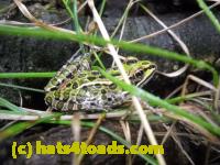 /home//u458753944/public_html/sourcegallery//Frogs/Mixed frogs/DSCN3370.JPG